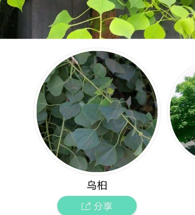 识别植物扫一扫app
